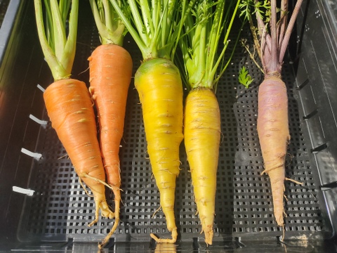 🌈🥕まるでお野菜の宝石箱！【贅沢3色の彩り】オレンジ×黄色×紫｜葉付きカラフルニンジン食べ比べセット約2kg｜サラダ・グリル・ラペに｜農薬・化成肥料不使用🥕