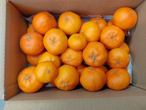 弁当のお供に　つぶらなせとか  箱込み4.5キロ