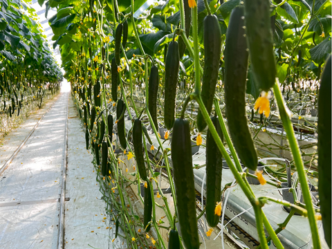 パリっと歯ごたえ！朝採れ岩瀬きゅうり！福島県須賀川市産「太陽きゅうり」３ｋｇ