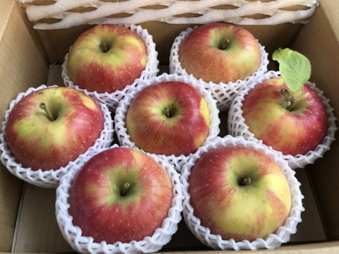 葉とらず　北斗　約5kg【2025年産】