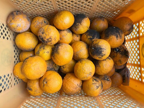 自然栽培　不知火Ｂ品10kg（約22～40玉）🍊 見た目の良く無いものになります