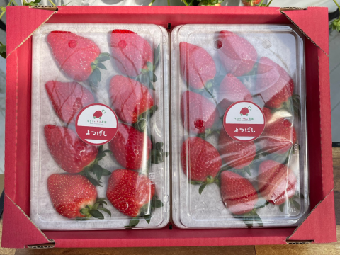 2パック｜甘味とコクのバランス良し！鮮やかな赤色いちごのよつぼし500g