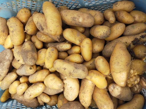 フランス原産　栽培期間中農薬不使用　ジョアンナ(5kg)　北海道産　じゃが芋