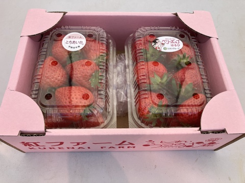 【食べ比べ】4品種セット箱