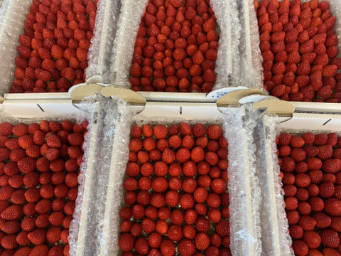 【新品種べにたま】小粒たっぷり２Kg ついに解禁🍓