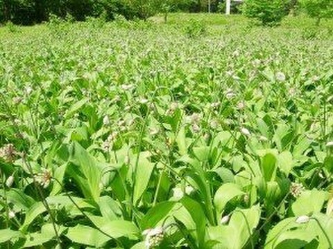 【2026年優先予約】！初物を優先発送(4月中旬)！太い行者にんにく4kg　「やわらか若葉」幻の山菜