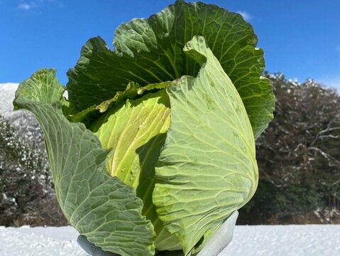 春だけのごちそうキャベツ！　春キャベツ３玉　兵庫県香美町産