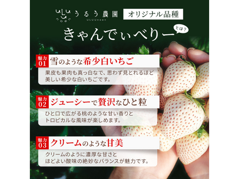 【予約販売 2026年11月下旬～順次発送】うるう農園オリジナル品種 真っ赤な【うるべりー】× 希少な白いちご【きゃんでぃべりー】220g×8パック
