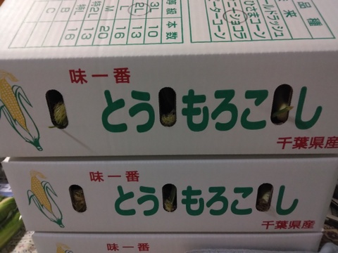 本日発送🌽サニーショコラ🌽(13～16本)