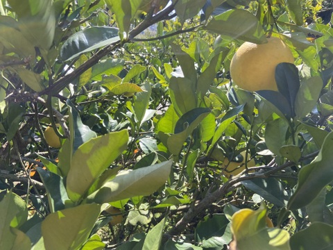 独特の香りとしっかりとした食感。食べ応え十分の【無選果】土佐文旦（５ｋｇ）