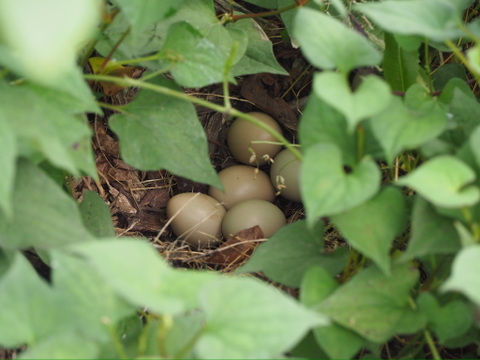 【定期便専用】2kg大粒冷凍ブルーベリー　農薬不使用 「るりしずく」