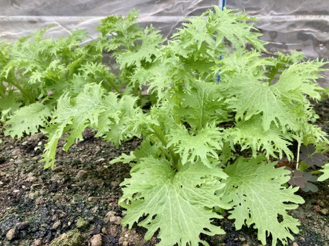 太陽の恵みをめいっぱい！季節の野菜セット【7品目】＃栽培期間中農薬・化学肥料不使用