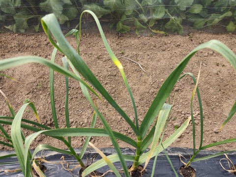 ✨希少！国産ニンニクの芽　約300g✨採れたて直送｜やわらかく甘い春のごちそう🥬農薬・化成肥料不使用✨