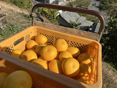 【蔵出し八朔】ハッサク２キロ🍋