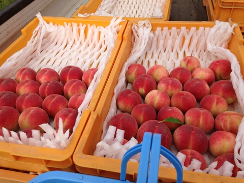 n 99.福島県産　特大硬め桃　5kg 贈答用可 硬くても甘い、お好みの硬さで！あかつき『福島の桃』5kg(13~20
