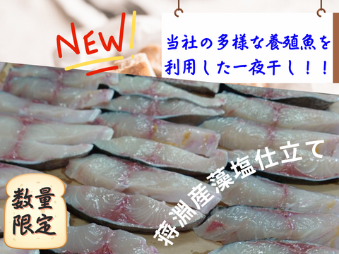 【旨味詰まった冷凍商品】規格外養殖カンパチカマの一夜干し！5個/箱