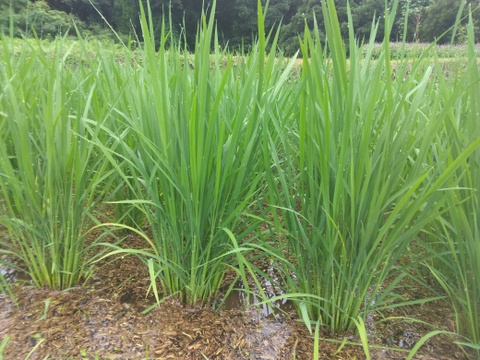 令和7年新米🌾旭1号🌾玄米5kg
自然栽培　熊本県菊池産