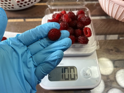 【農薬・肥料不使用】雑味のない、きれいな味｜朝摘み木苺 レッドドリーム（1kg）