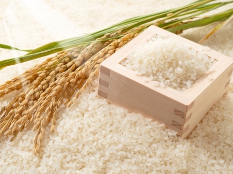 【新米 令和7年産】淡路島産キヌヒカリ 5kg（精白米）