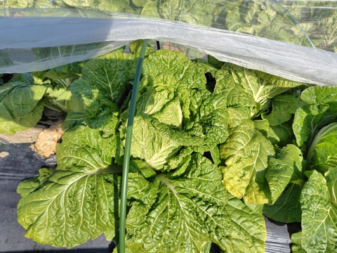 冬の野菜セット（6～8品目）兵庫県産　ご家庭用　重さ6kg