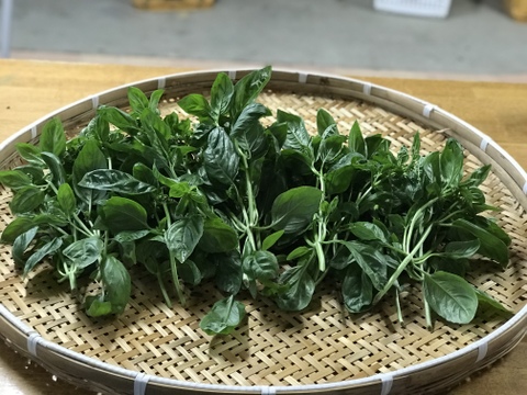 【淡路島より旬をお届け！】どーんとバジル500g