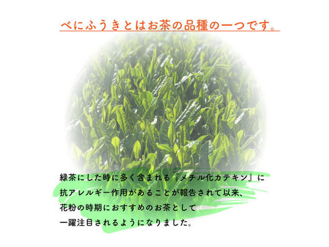 【春の季節に】緑茶べにふうき　2.5ｇⅹ15個 お茶 ティーバッグ メチル化カテキン 花粉症