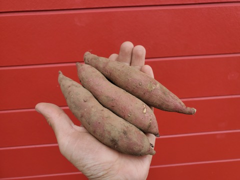 【おやつにぴったり】小さなさつま芋　紅はるか　小サイズ（4.5kg）※農薬・化学肥料不使用