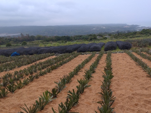 【極甘】ゴールドバレル２玉(2~2.5キロ)