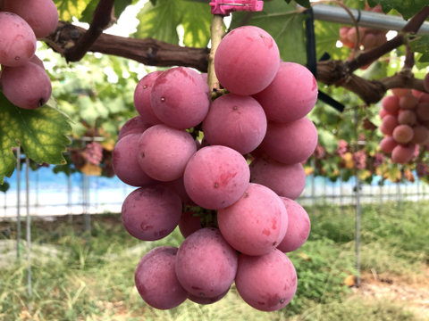 お買い得品！濃厚果汁クイーンニーナ　800g小中房2～3房　『クール便』