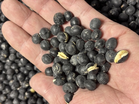 丹波篠山産！手作り味噌にぴったりな黒豆【加工用黒大豆】