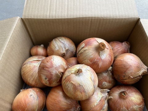 【自然栽培】旨み凝縮！徳島県産 農家の愛情たっぷり玉ねぎ(晩生)5kg
