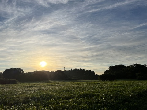 那須高原旬の野菜Mセット 7～8品種・高原の季節をお届けします！