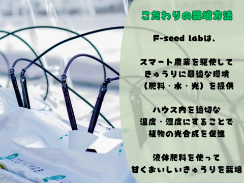 フルーツのような甘さ！みずみずしくておいしい！福島県須賀川市産『岩瀬きゅうり』　2kg