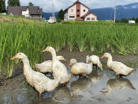 新鴨　鴨肉（あひる）1羽中抜き1900g台　田んぼで育った健康的な鴨