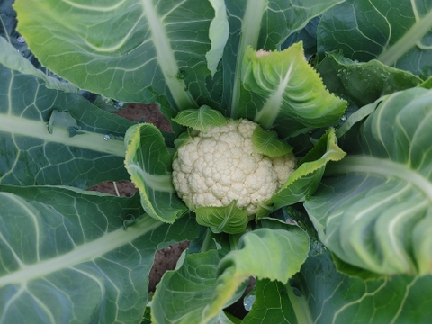 淡路島　野菜セット