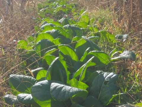 小松菜　300グラム