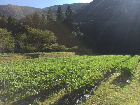 新生姜と丸オクラのセット【農薬・化学肥料 不使用】