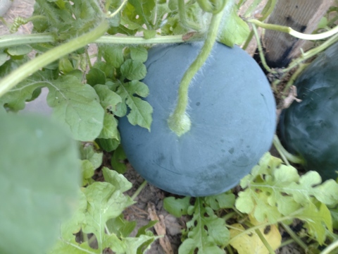 【単品🏣ゆうパック】スイカ🍉５キロ〜６キロサイズ☆中玉☆農薬、除草剤、化学肥料不使用🏣ゆうパック