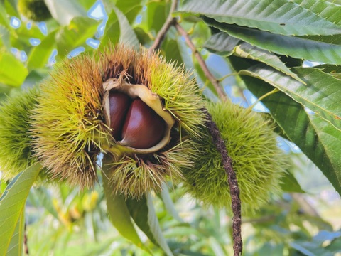 岩手県産】　美玖里　栗　約2kg(1kg×2袋)