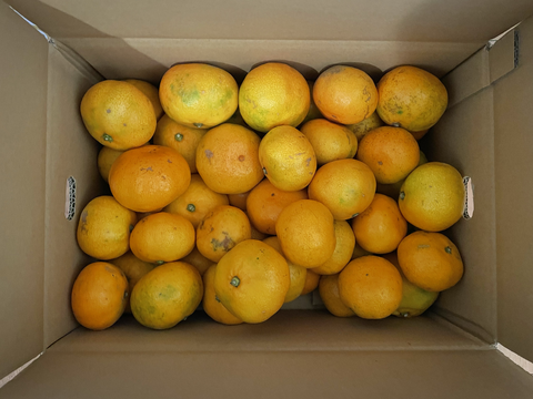 【１１月１８日～２３日収穫】見た目は悪いが味は良い。【選果落ち】早生ミカン５kg。サンプル糖度9.6～11.2度