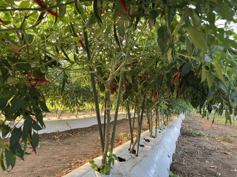 【香りと辛味】熊本県産　ホットパラソル　赤唐辛子　５００g