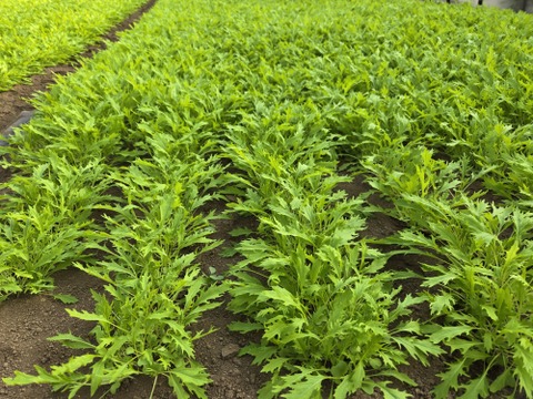 元気たっぷり有機ベビーリーフ500g