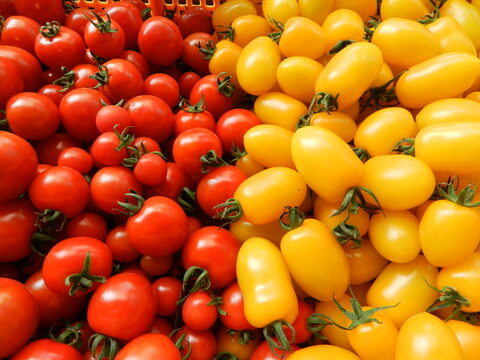 ◆予約販売★こだわり栽培の極み★糖度8度以上【完熟どれ】ミニトマト食べ比べセット（１ｋｇ）
一度食べたらハマる！こんなトマト食べたことない！しかも、農薬化学肥料不使用なんておどろき！