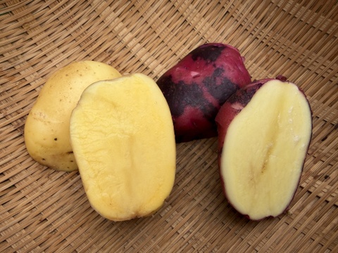 ホクホクも、しっとりも。長崎生まれの個性派じゃがいも食べ比べセット ３kg