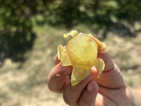 黄玉ぶどう⭐︎至福の甘味と味わい♪おためし1房自宅用