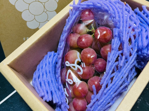 サンシャインレッド（甲斐ベリー7）【8月中旬〜お届け出来ます
