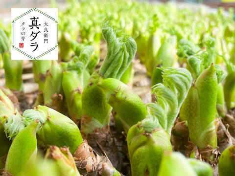 【2月21日頃から発送】タラの芽 300g (100g×3)  真ダラ 西根の森 数量限定 収穫直後の新鮮なタラの芽をお届け