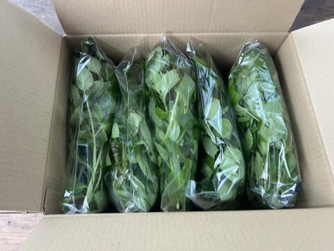 ☆有機JAS認証☆ホーリーバジル　1㎏