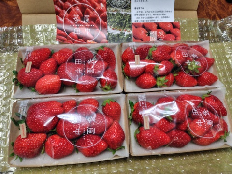 栽培期間中農薬不使用　苺　4パックセット(二等品)