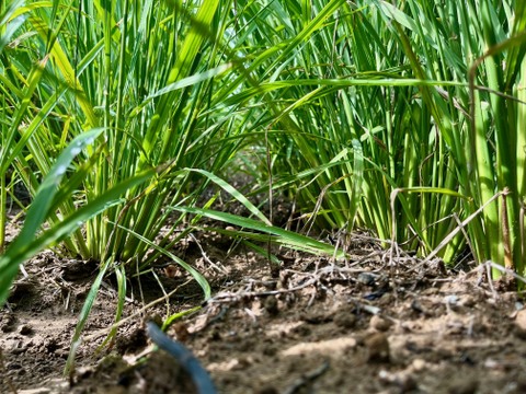 🏆未来を耕すお米賞【にじのきらめき白米5kg】【節水型乾田直播栽培】新しい栽培方法の特別なお米限定販売/新潟県令和７年産新米